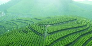 Tea Plantation-01